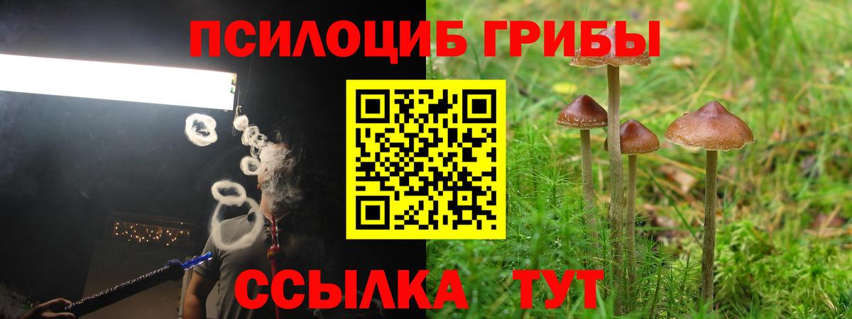 Малгобек  Галлюциногенные грибы Cubensis  Вход с VPN 